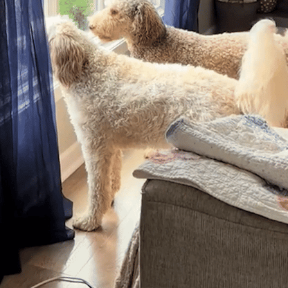 Ultrasonic Dog Repeller Barking Devices